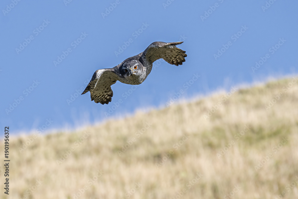 Fototapeta premium A Northern Goshawk flies low over a grassy hillside, its keen eyes scanning for prey.