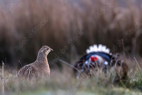 A female black grouse watches a male displaying during the lekking season in a natural habitat.