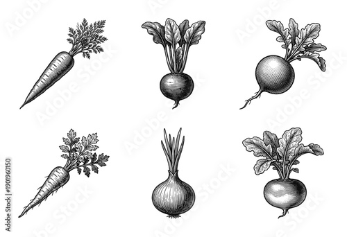 Vintage engraving illustration of root vegetable collection featuring carrot beetroot radish onion and turnip in woodcut style