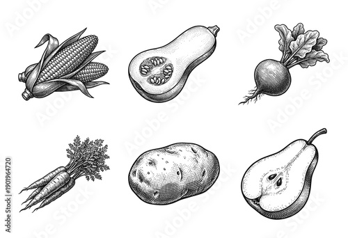 Set of vintage engraved illustrations featuring autumn harvest vegetables and fruit including corn, squash, beet, carrots, potato, and pear.