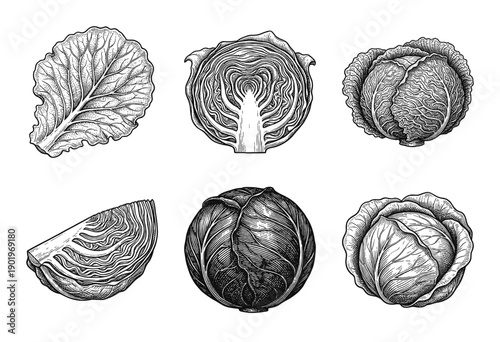 Vintage cabbage engraving collection featuring whole heads, halves, quarters, and individual leaves in a classic woodcut line art style