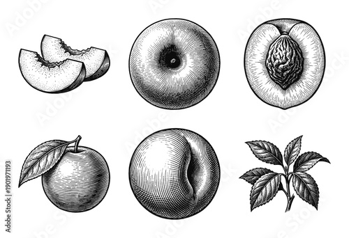 Vintage peach fruit botanical illustration set featuring whole fruit, slices, cross sections, pit, and leaves in a detailed black and white woodcut engraving style.