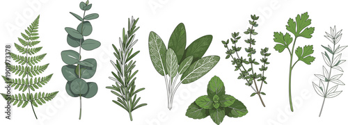 Botanical herb leaves collection with rosemary sage mint thyme eucalyptus and fern isolated on white background watercolor vector illustration set