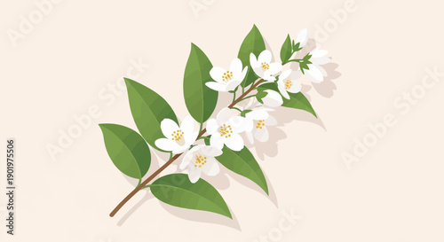 Branch with white blossoms and green leaves on a light background