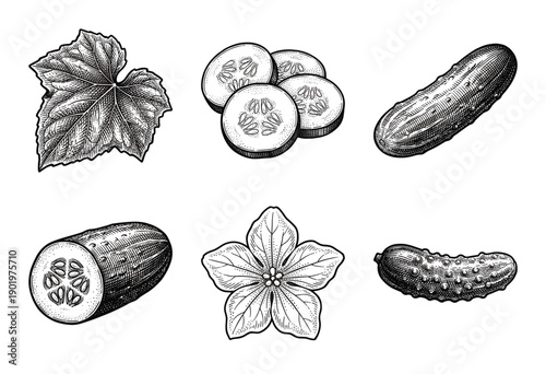 Collection of cucumber botanical illustrations featuring whole fruit, slices, blossom, and leaf in a vintage woodcut engraving style