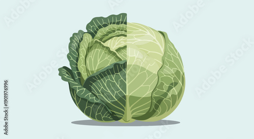 A split cabbage, one half vibrant green, the other pale