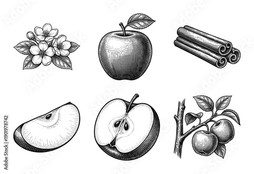 Vintage woodcut illustration collection featuring apples, blossoms, and cinnamon sticks in a detailed hand-drawn engraving style.
