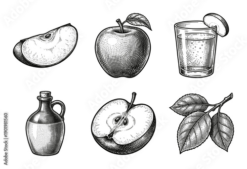 Vintage apple fruit and cider collection featuring hand drawn engraving style illustrations of whole apples, slices, juice, cider vinegar bottle, and leaves.