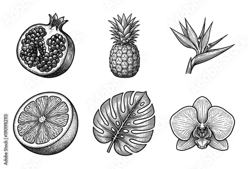 Vintage style tropical botanical collection featuring hand drawn pomegranate pineapple citrus orchid monstera and bird of paradise engravings