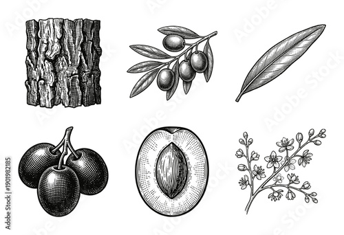 Set of botanical olive tree illustrations including fruit branches leaves bark and blossoms in vintage woodcut engraving style