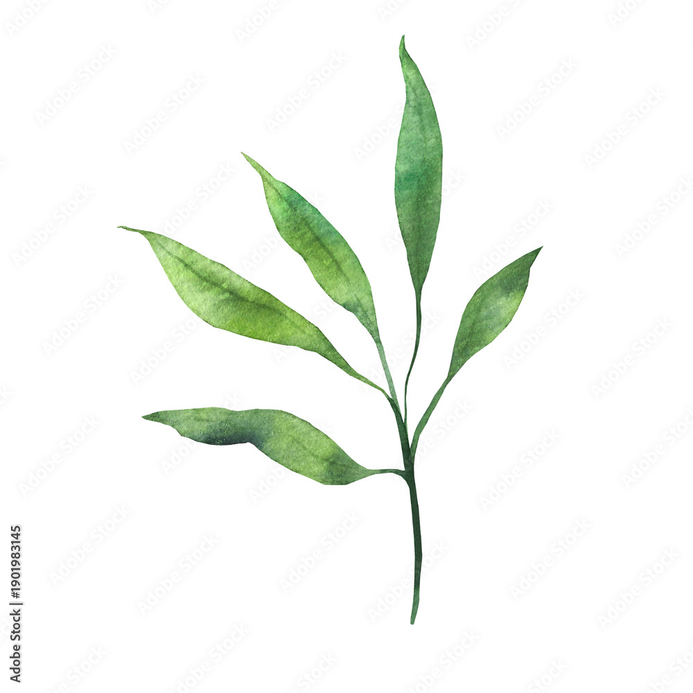 Fototapeta premium a branch with green leaves, watercolor illustration for design, postcards, invitations, dishes, and textiles