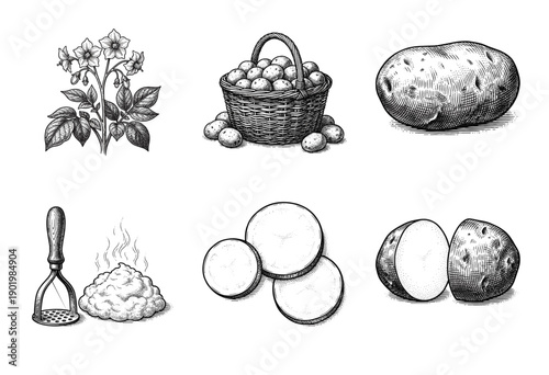 Potato growth and culinary preparation collection featuring hand drawn vintage engraving style illustrations of plants tubers and mashed dishes