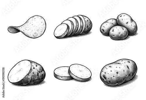 Vintage engraving style collection of fresh potatoes featuring whole tubers, sliced pieces, and a crispy chip in a hand-drawn woodcut aesthetic.
