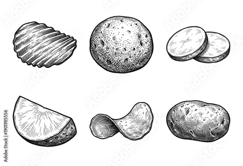 Vintage hand drawn engraving of various potatoes and potato snacks including chips, slices, wedges, and whole tubers.