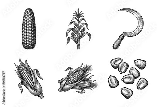Vintage engraving style collection of corn plants, ears of maize, loose kernels, and a traditional harvesting sickle tool.
