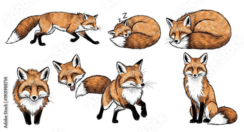 Collection of Adorable Red Foxes in Various Poses.
