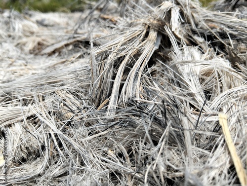 Canvas Print Fiber from palm fronds/shoots that have decomposed and burned to ashes