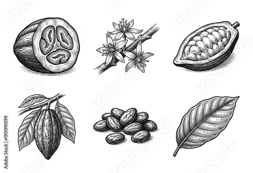 Vintage engraving style cocoa plant botanical collection featuring pods, flowers, beans, and leaves on a white background.