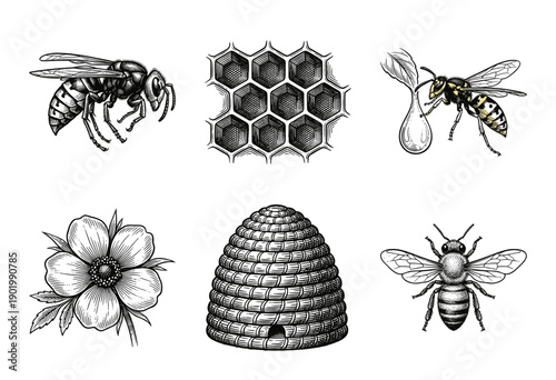 Vintage engraving collection of honey bee illustrations featuring wasps, honeycomb cells, wildflowers, and a traditional straw skep beehive.