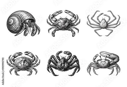 Vintage engraving style collection of various crab species and marine crustaceans including hermit crab and fiddler crab in black and white line art.