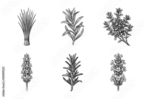A collection of hand drawn botanical herb sketches including rosemary, lavender, thyme, and chives in a vintage woodcut engraving style.