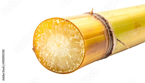 Close-up of cut sugarcane stalk with fibrous interior and segmented exterior
