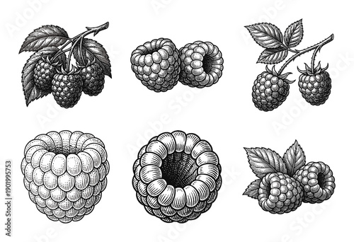 Vintage raspberry botanical illustration set featuring hand drawn fruit clusters and leaves in an engraved woodcut etching style.