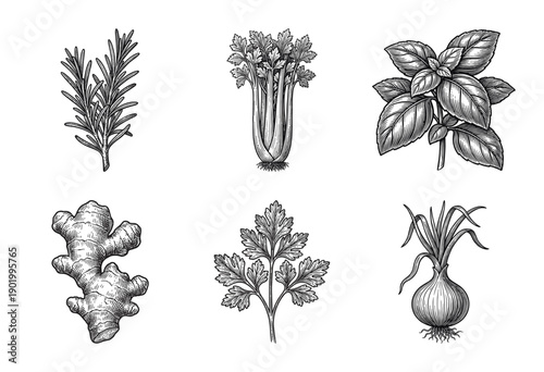 Vintage hand drawn botanical engraving collection featuring rosemary, celery, basil, ginger, parsley, and onion in a classic woodcut line art style.