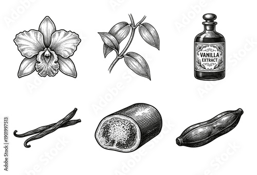Vintage vanilla orchid botanical set featuring hand drawn etchings of flowers leaves beans and extract bottle in traditional woodcut style