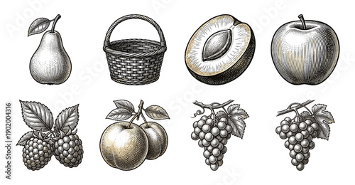 Vintage fruit and berry collection featuring hand drawn engraving style illustrations of pear apple grapes plums and raspberries in a wicker basket