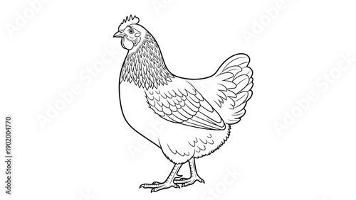 Hen in vector with white background