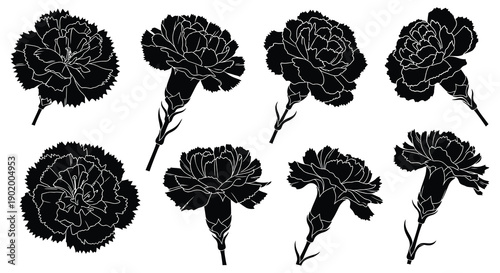 A collection of detailed carnation flower silhouettes arranged in various poses on transparent background high quality professional modern elegant stylish clean