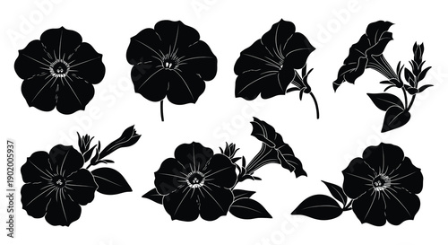 A collection of black morning glory flowers and vines presented as a graphic element on transparent background silhouette high quality professional