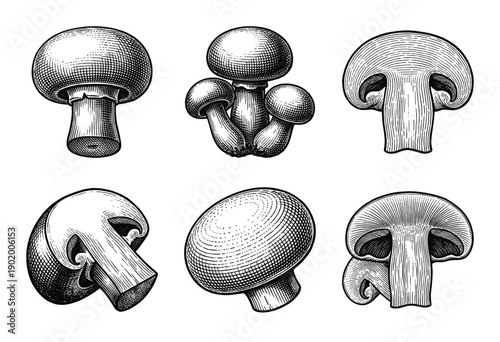 Set of button mushrooms in vintage woodcut style featuring whole, grouped, and sliced agaricus bisporus illustrations in black ink engraving.