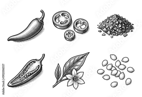 Set of vintage woodcut style chili pepper illustrations including whole fruit, cross section, slices, seeds, flower, and crushed flakes