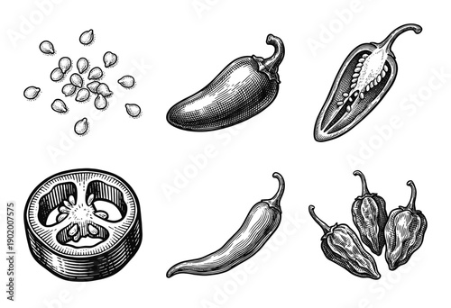 Vintage engraving style collection of chili peppers featuring whole jalapenos, sliced sections, habanero varieties, and scattered seeds in monochrome line art.