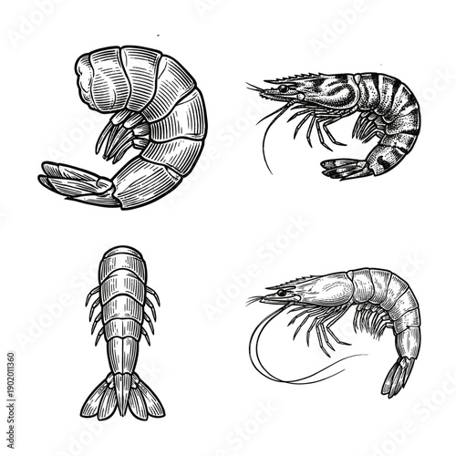 Vintage hand drawn shrimp and prawn illustrations featuring woodcut engraving style in various anatomical perspectives for culinary and seafood design.