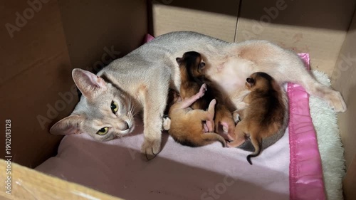 Mother cat nursing three newborn kittens in cozy cardboard box. Intimate domestic scene, tender moment of maternal care. Abyssinian blue cat and ruddy kittens.