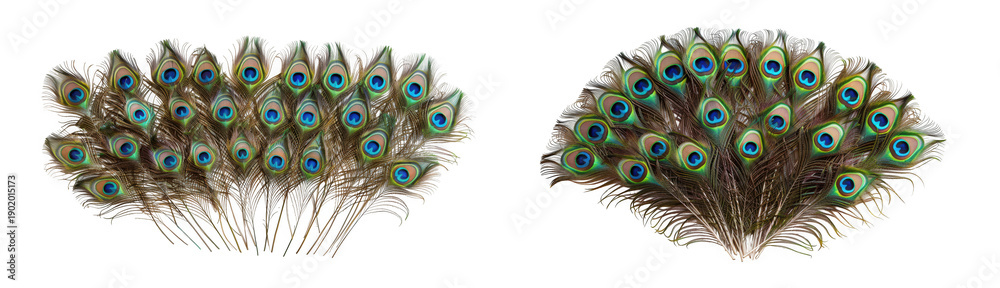 Obraz premium Beautiful and vibrant display of fanned peacock tail feathers with iridescent eyespots, showcasing natural elegance. isolated on transparent background