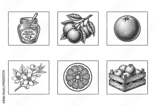 A vintage collection of orange and citrus fruit illustrations featuring hand-drawn engraving style sketches of marmalade, blossoms, and whole fruit.