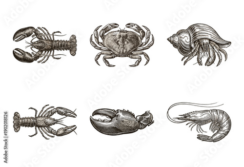 Vintage engraving collection of marine crustaceans featuring lobster, crab, hermit crab, crayfish, and shrimp in a detailed woodcut style illustration.
