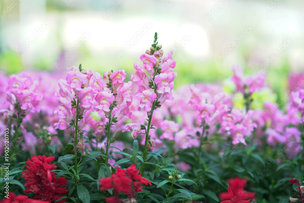 Obraz premium Soft Pink Blossoms Bloom Gently In Hong Kong Spring Garden