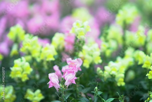 Photography Pale Yellow Spring Flowers Bloom Softly In Hong Kong Garden