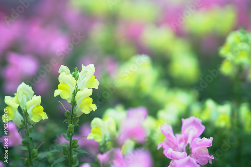 Photography Pale Yellow Spring Flowers Bloom Softly In Hong Kong Garden
