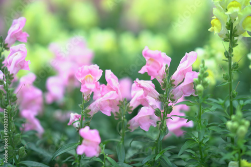 Photography Soft Pink Blossoms Bloom Gently In Hong Kong Spring Garden