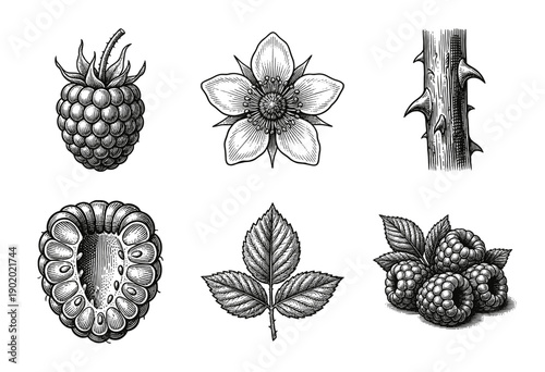 Set of botanical raspberry illustrations featuring whole fruit, cross section, flower, thorny stem, and leaves in a vintage woodcut engraving style.