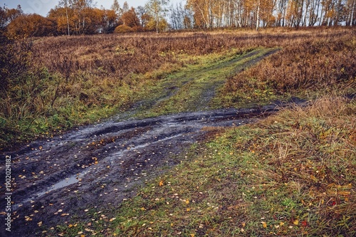 dirt road through forest after heavy rain