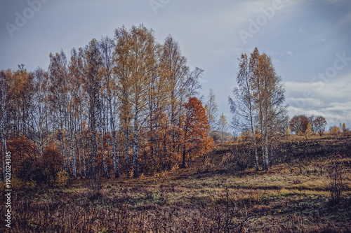 Wallpaper Mural Bright birch forest in late autumn in cloudy weather Torontodigital.ca