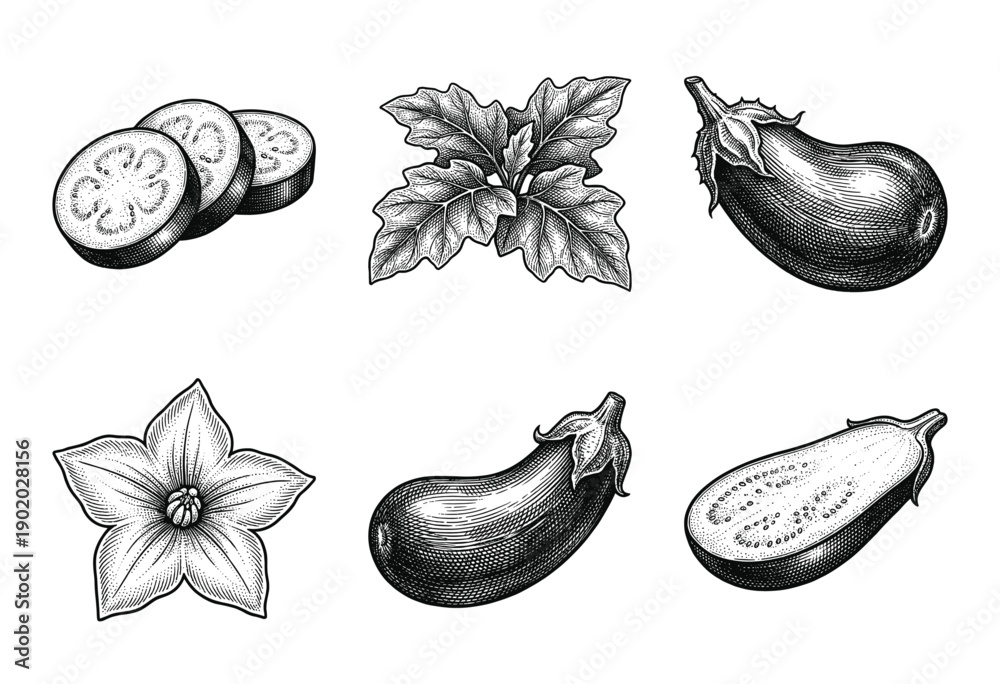Naklejka premium Vintage botanical engraving of eggplant featuring whole fruit, cross sections, flowers, and leaves in detailed black and white etching style.