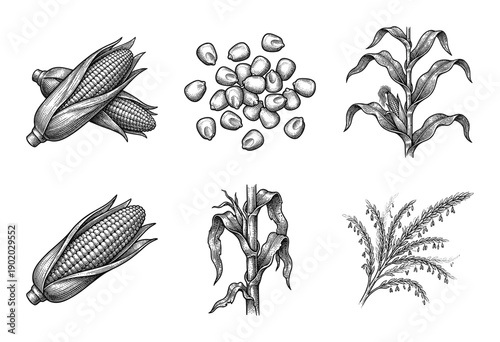 Vintage corn botanical collection featuring hand drawn ink sketches of maize cobs, kernels, stalks, and tassels in a classic engraving style.